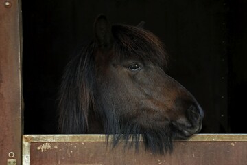 Iceland horse, mare looking curiously out of a horse box, breed Iceland Pony (Equus islandicus),...