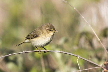 Willow Warbler (Phylloscopus trochilus) on branch, Hesse, Germany, Europe