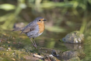 Robin (Erithacus rubecula) on creek, Hesse, Germany, Europe