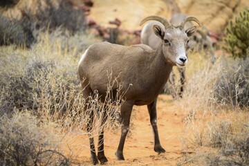 Desert bighorn sheep (Ovis canadensis nelsoni), adult animal, Mojave desert, Valley of Fire State Park, Nevada, USA, North America