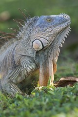Green Iguana (Iguana iguana), portrait, Limón Province, Costa Rica, Central America