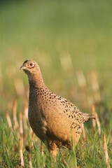 Pheasant (Phasianus colchicus), hen, Lower Austria, Austria, Europe
