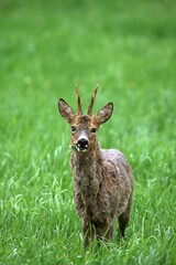 Roebuck (Capreolus capreolus), shedding, switching from grey winter coat to red summer coat, Allgaeu, Bavaria, Germany, Europe