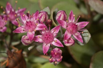 Sedum cyaneum, Baden-W&uuml;rttemberg, Germany, Europe