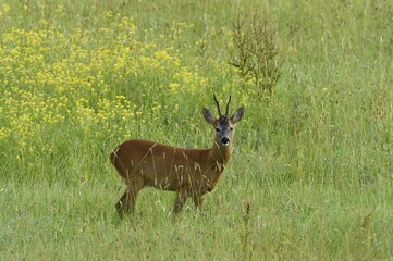 European roe deerbuck (Capreolus capreolus), standing in a meadow, Lower Rhine, North Rhine-Westphalia