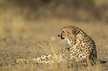 Cheetah (Acinonyx jubatus), resting male, captive, Namibia, Africa