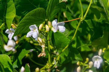 White flowers bloom among green leaves in a lush garden during spring, showcasing the beauty of nature and the growth of plant life