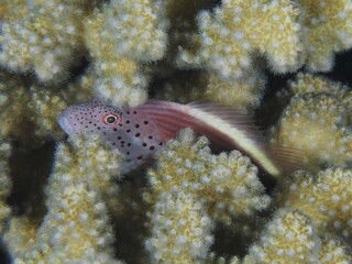 A black-sided hawkfish (Paracirrhites forsteri) seeks shelter in a stony coral (Acropora) at night, St Johns Reef dive site, Saint Johns, Red Sea, Egypt, Africa