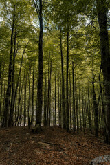 Dense Fagus sylvatica (beech) forest in Ordesa y Monte Perdido National Park, Spain, with sunlight filtering through the canopy. A perfect destination for trekking, hiking, mountaineering, Background