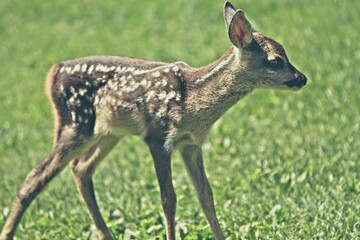 Cute young wild roe deer