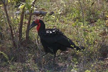 Southern ground hornbill (Bucorvus leadbeateri), Kruger National Park, South Africa, Africa