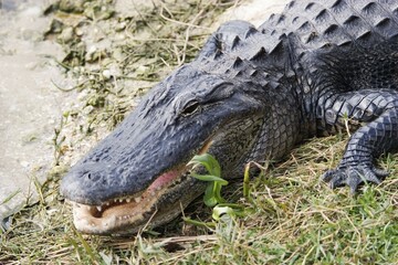USA, Florida, head of an alligator, North America