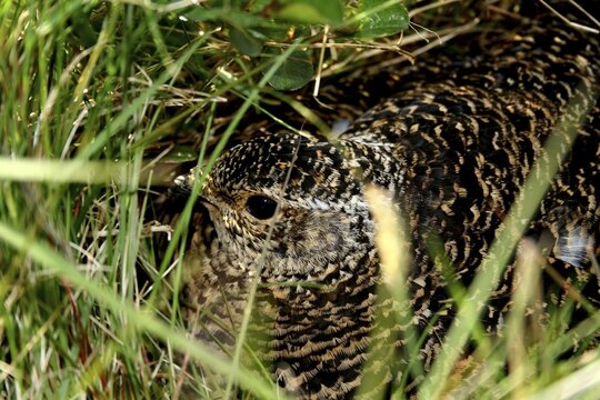 Lagopus mutus female camouflage