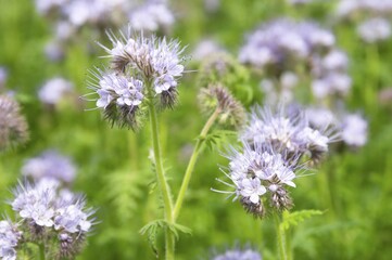 Phacelia Phacelia tanacetifolia used as organic fertilizer or green dung on a acre