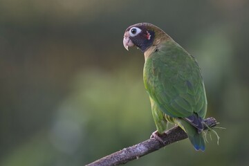 Brown-hooded Parrot (Pyrilia haematotis) perched on a tree branch, male, Heredia Province, Costa Rica, Central America