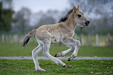 Dülmen pony, colt, running, Dulmen, North Rhine-Westphalia, Germany, Europe