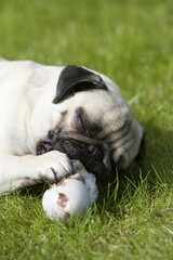Young pug in the grass pleasurably chewing a veal bone