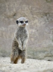 Fototapeta premium Meerkat (Suricata suricatta), young animal 6 weeks, captive