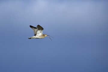 Obraz premium Eurasian curlew (Numenius arquata) flying and calling, Texel, West Frisian Islands, Province of North Holland, The Netherlands, Europe