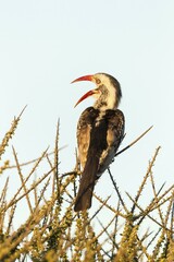 Red-billed hornbill (Tockus erythrorhynchus), sitting on bush, Mashatu Game Reserve, Tuli Block, Botswana, Africa