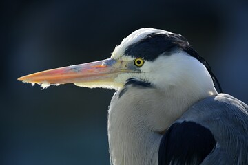 Grey heron (Ardea cinerea), animal portrait, Stuttgart, Baden-Württemberg, Germany, Europe