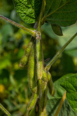 Green soybeans grow on a vibrant plant surrounded by lush leaves under natural sunlight in a garden setting during the summer season