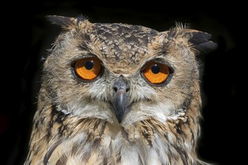 European Eurasian eagle-owl (Bubo bubo), animal portrait, captive, Germany, Europe