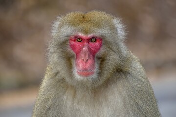 Japanese macaque (Macaca fuscata), animal portrait, near Kariuzawa, Nagano Prefecture, Honshu Island, Japan, Asia