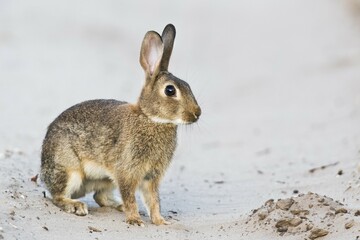 European rabbit (Oryctolagus cuniculus), Emsland, Lower Saxony, Germany, Europe