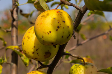 Ripening yellow apples hang on a tree branch under clear blue skies in a sunlit orchard in early autumn