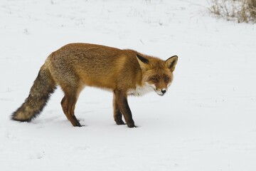Red fox (Vulpes vulpes) in the snow, North Holland, Netherlands