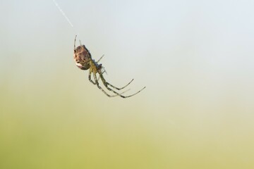 Longjawed orbweaver (Meta segmentata) in the spider web, Emsland, Lower Saxony, Germany, Europe