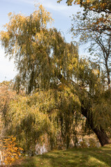 Willow on the shore of lake. Sunny weather. Autumn landscape. Outdoor recreation