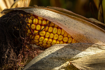 Corn cobs in corn farming fields during the harvest season can be used for roasted corn or staple food