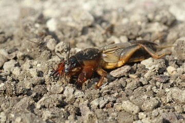 European Mole Cricket (Gryllotalpa gryllotalpa), Allgäu, Bavaria, Germany, Europe
