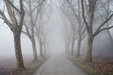 Tree-lined avenue of plane trees in the fog, Baden-Württemberg, Germany, Europe