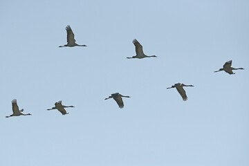 Cranes (Grus grus) in flight, Brandenburg, Germany, Europe