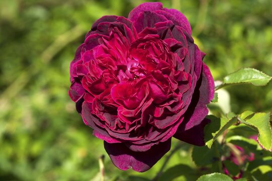 Red Rose flower (Rosa 'Heathcliff')
