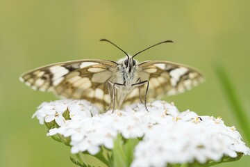 Marbled white (Melanargia galathea) on Common Yarrow (Achillea millefolium), Hesse, Germany, Europe