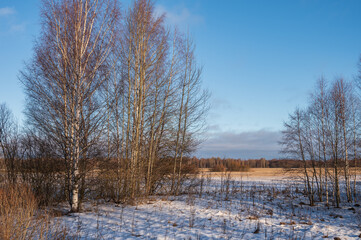 Winter landscape with large field, far forest under blue sky, birch trees. Natural winter background.