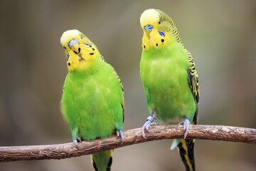 Budgerigars (Melopsittacus undulatus) sitting on branch, captive