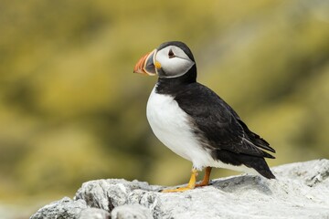 Puffin (Fratercula arctica), Farne Islands, Northumberland, England, United Kingdom, Europe