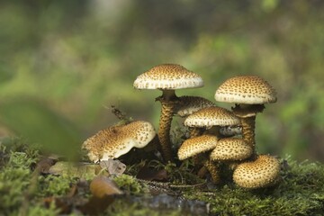 Shaggy scalycap (Pholiota squarrosa) on moss, Hesse, Germany, Europe