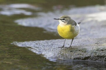 Grey Wagtail (Motacilla cinerea), Hesse, Germany, Europe