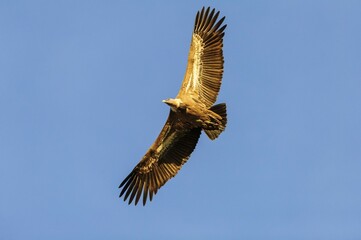 Griffon vulture (Gyps fulvus) in flight, Monfragüe National Park, Extremadura, Spain, Europe