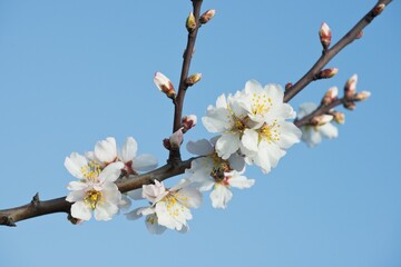 Fototapeta premium Almond blossoms (Prunus dulcis), Rhineland-Palatinate, Germany, Europe