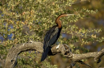 African darter (Anhinga rufa) sitting on a branch on the Kavango River, near Rundu, Kavango East...