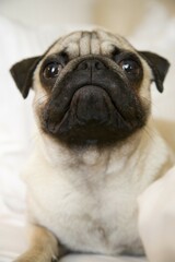 Portrait of a young pug lying on a bed