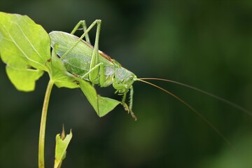 Tettigonia cantans (Tettigonia cantans), male sitting on leaf, Schleswig-Holstein, Germany, Europe