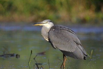 Grey heron (Ardea cinerea) stands in the water, Middle Elbe Biosphere Reserve, Saxony-Anhalt, Germany, Europe